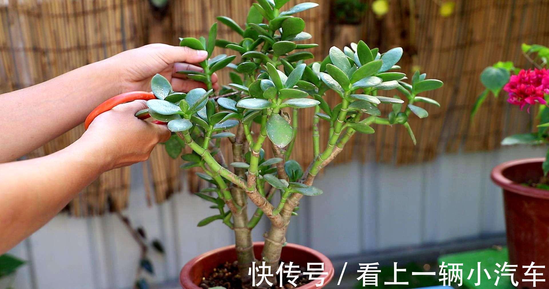 养玉树的4个修剪“姿势”,记住一个就够,不然越养越难看