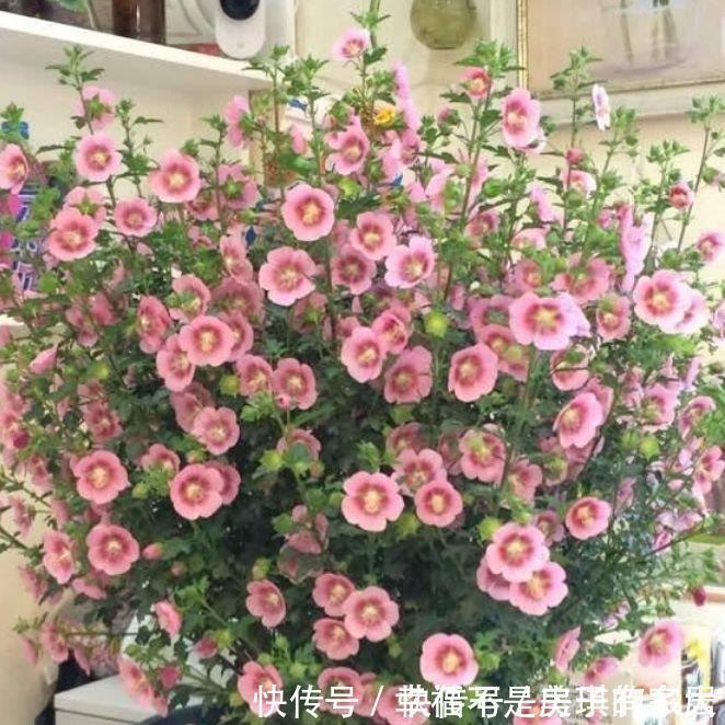花园|4种花很耐养,沾土就能活,阳台变花园,太美了!