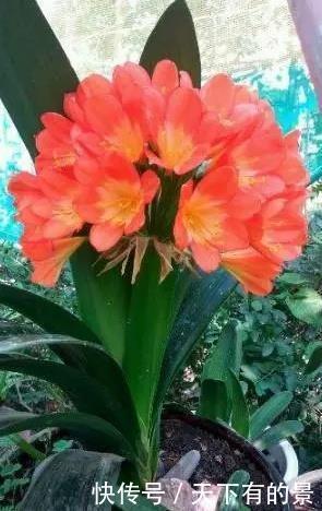 把它倒在花盆里,君子兰疯长如野草,一次能开30多