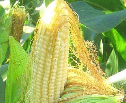 幾把玉米須煮雞蛋，竟然可以治療此病，早知道就好了