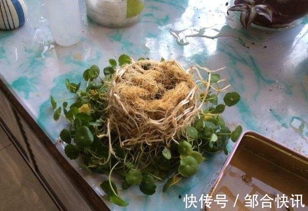 这几种花是吃土机器，秋天必须换盆土，否则再怎么养都黄叶哗哗掉