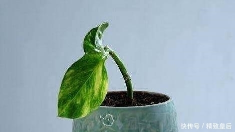 盆栽何必花钱买?这5个盆栽只捡一片叶子或枝条,就能养爆一大盆