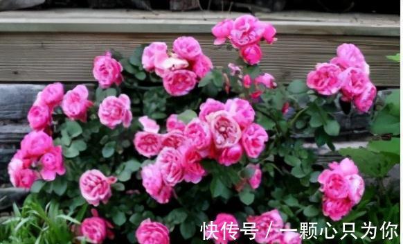 三角梅|养花嫌花期短,花量少,这三种开花机器种在家中,四季有花赏