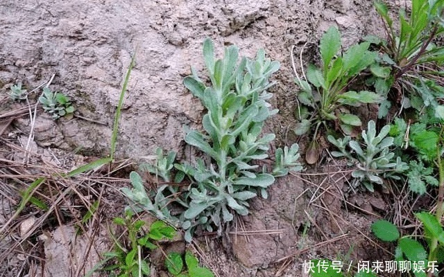 田艾|田埂上这野草, 请别轻视或除掉, 现在了解, 对您将有帮助