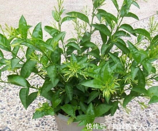 50种植物花语,不要再傻傻送错花了