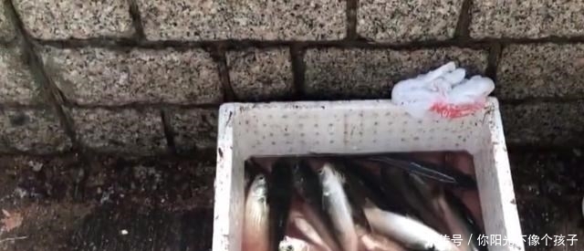 香港河道乌头鱼泛滥，钓鱼人：不需要技巧，随便钓几十斤