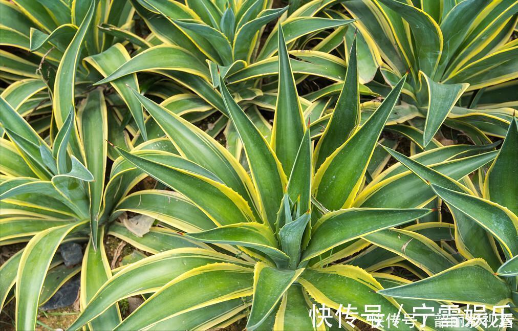 龙舌兰|3种霸气“吸毒”花,“镇宅旺财”,但是有毒,养花要知道