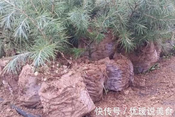 这三棵树''太贵''，偷偷折一根''枝''就能活，别再花冤枉钱。