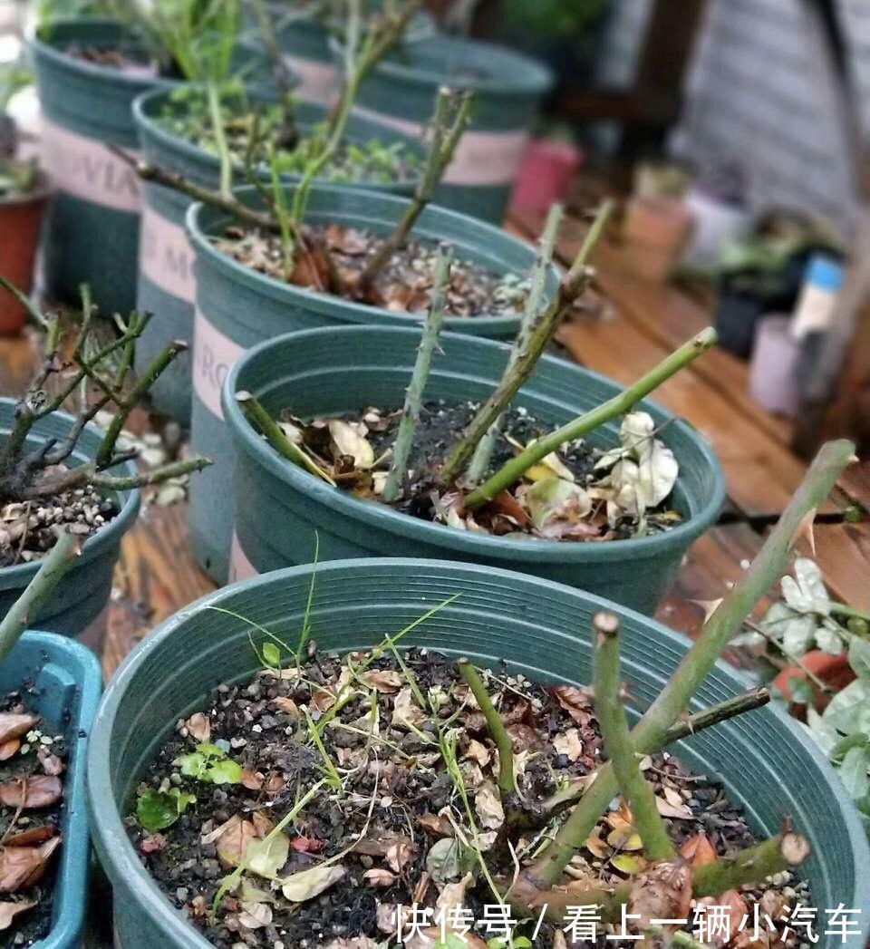 6种富贵花,冬天爱“装死”,好好“伺候着”,来年繁花多几倍