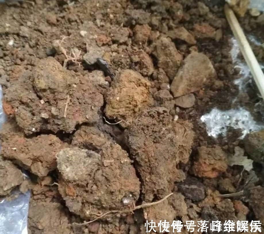 化肥|虎皮兰不长新芽,多是犯了3个错误,改正了才能不断冒嫩芽