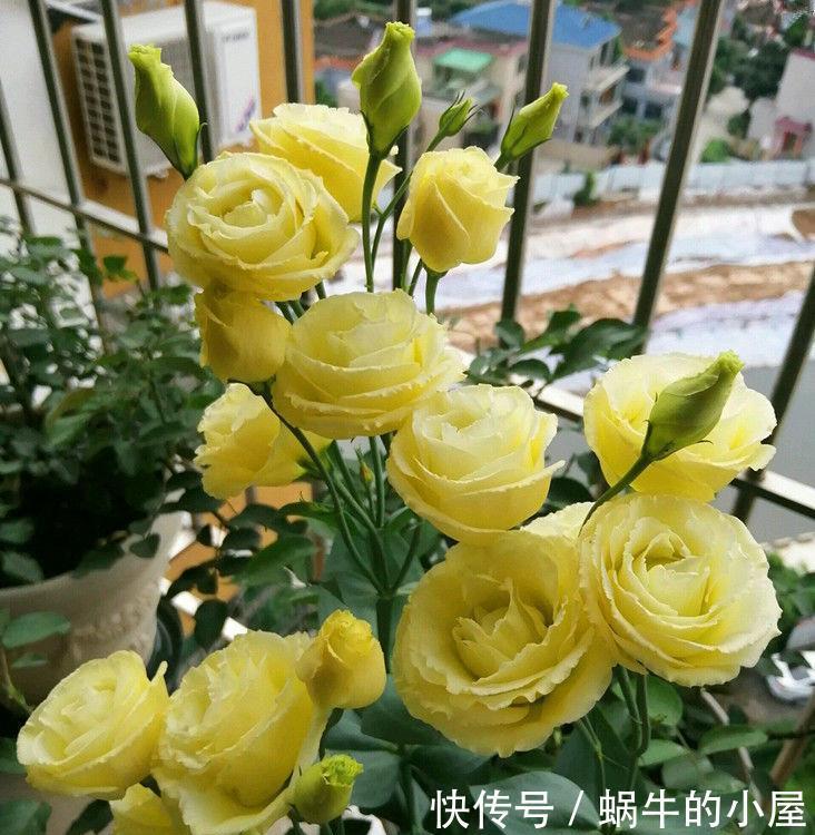 销量超棒的几款花,清新脱俗,好养易活懒人最爱