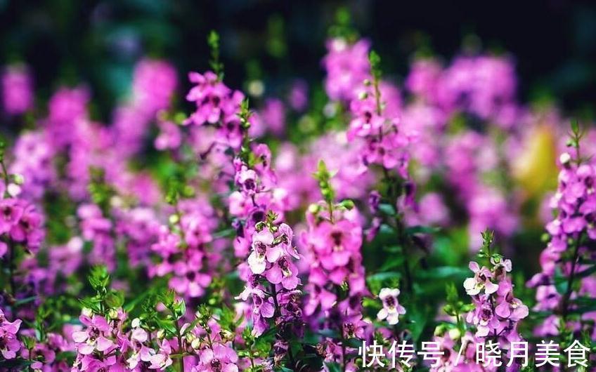 矮牵牛矮牵牛|阳台养这5种花,越养越旺宅,秒变家中小花园