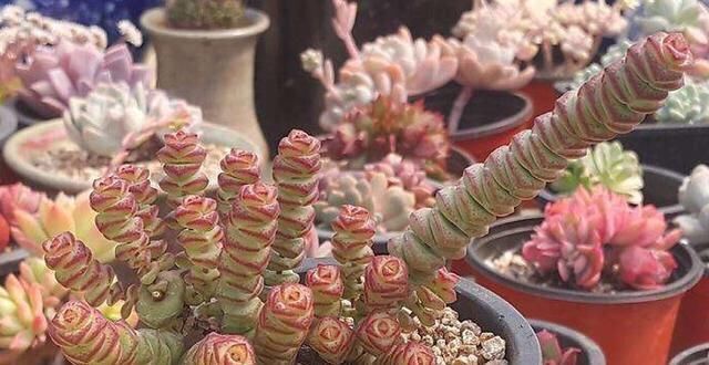 家里养这4种植物,旺财镇宅,净化空气又好看,养一盆特别值