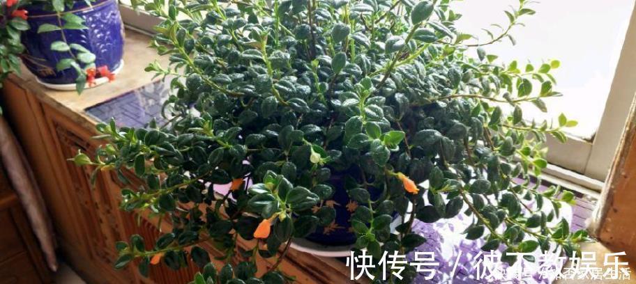 养护|最耐阴的盆栽植物，花叶俱美，花开不断，养护简单，室内也能养