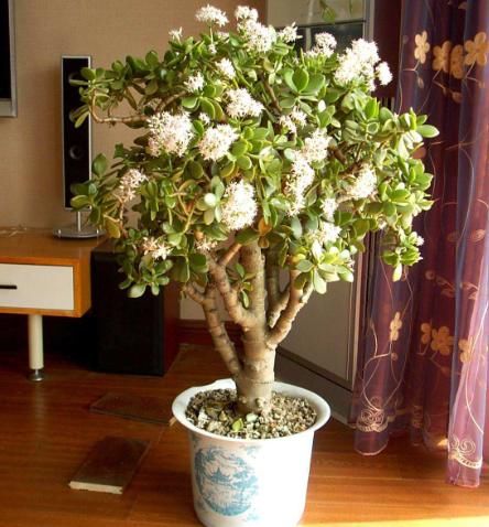 植物|懂花的人，都会养“有灵性的花”，平时难开花，但好事一来就开花