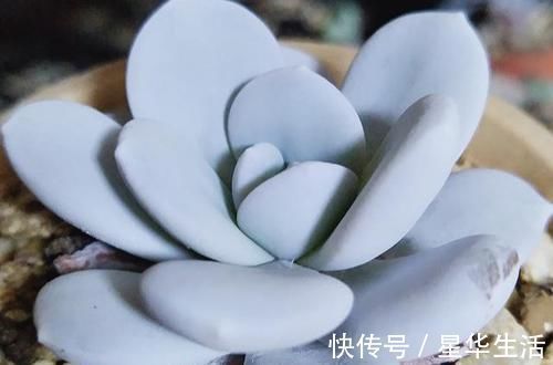 透气性|农村姑娘在院子里种多肉,选择多肉花盆经验分享:要好看也要实用