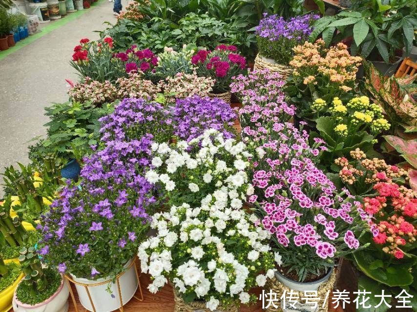 年宵花|年后去3个地方转一转，能捡不少宝贝，不花钱还都是精品