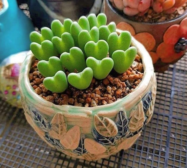 太空|来自“外太空”的多肉植物,估计你一个都不认识