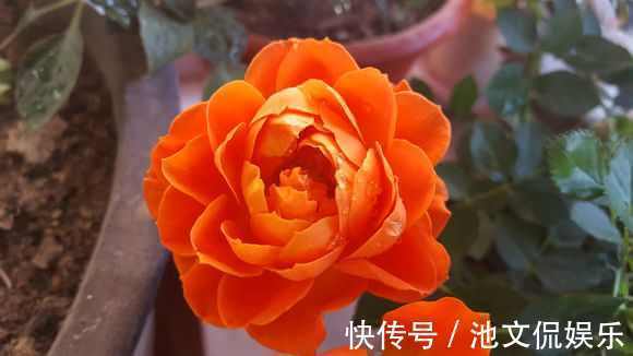 萌新别再用过期的啤酒浇月季了，浇1盆死1盆，只有用对方法才爆盆