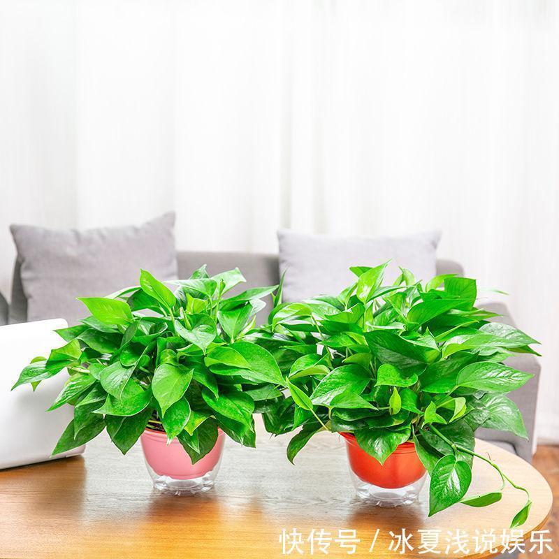 怕水多的“11种花”,家里若有管住手,养不好都是因为太勤了