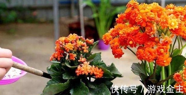 叶片|长寿花不会施肥怎么办？一篇文章教你方法，轻松上手