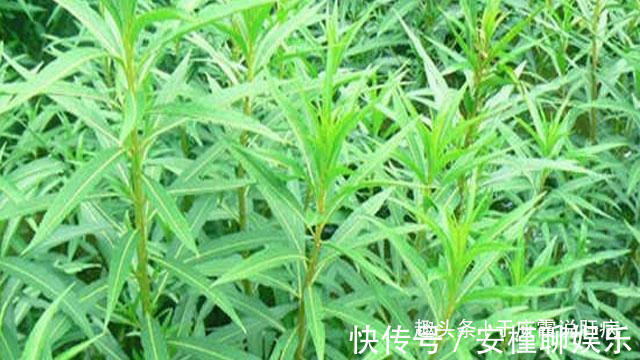 预防肝炎|肝不好的人，一定没有试过它们，长期服用，修复肝细胞，预防肝炎