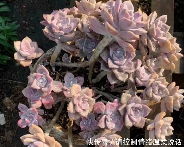 土壤|这4种多肉适合叶插繁殖,插一盆活一盆