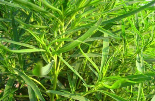 能量|会吃的人最健康，坚持吃三种食物，补充能量，排毒清肠，缓解疲劳