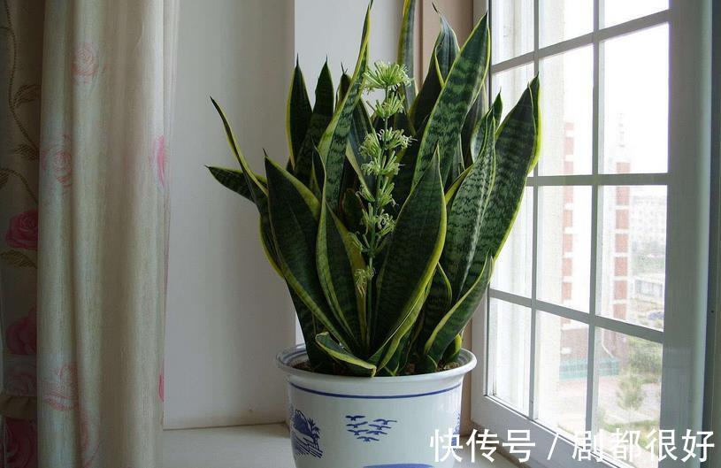 打理|三伏天,养花难就盆栽虎皮兰,净化效果好,打理只需抓住3点