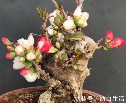 观赏性|它被称为国艳,花色艳丽却无花香,为我国独有,颜色艳丽