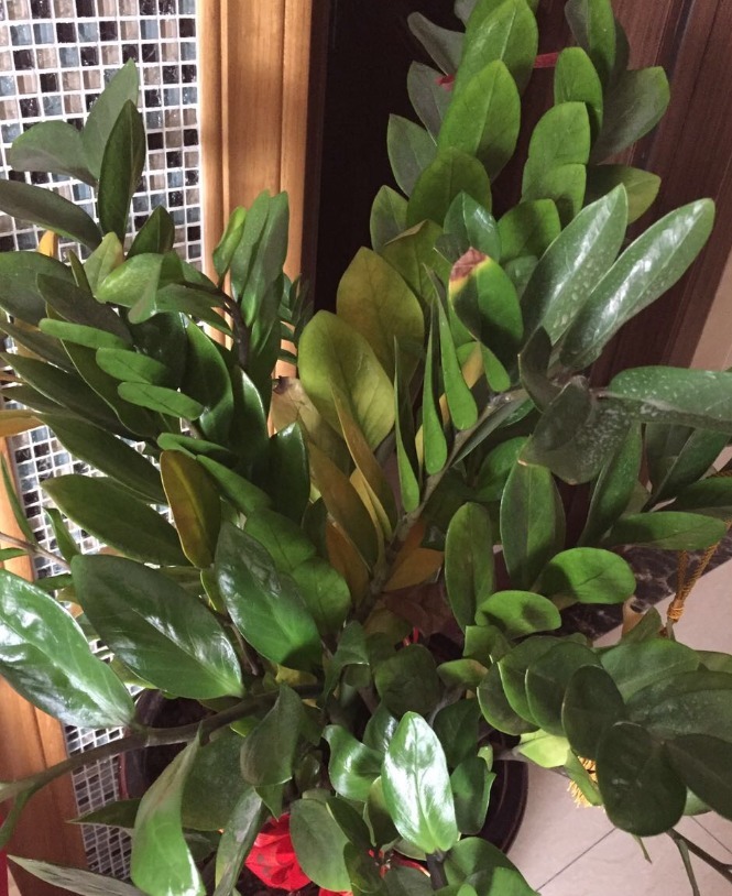 一种懒人植物,最怕浇水,一浇水黄叶又烂根!