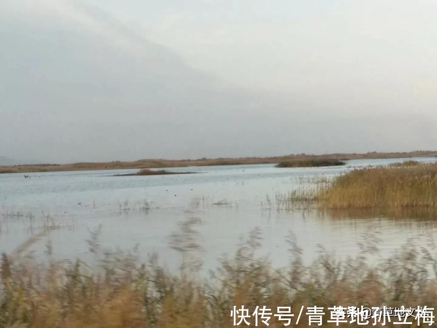 梭梭林@屠申泽，今日芦花又飞雪(组诗)