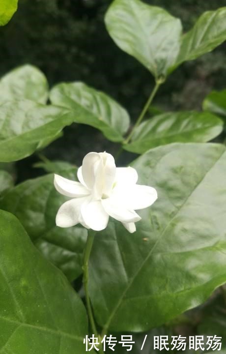 最爱“吃醋”的花，给它喝点醋才高兴，越喝叶子越油亮！