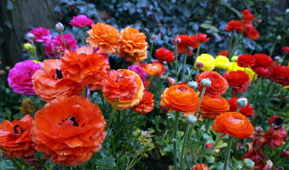 喜欢养护花卉,就不要错过这个花卉,花大色艳,花量大,很像牡丹