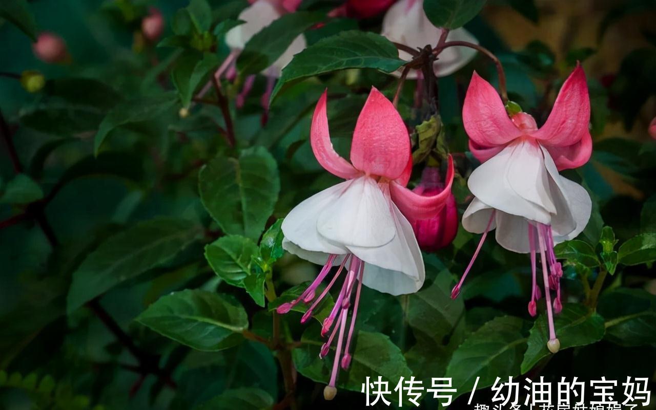 买花时不要合了眼缘就买回家,这8种花不好养,新手还是放弃吧