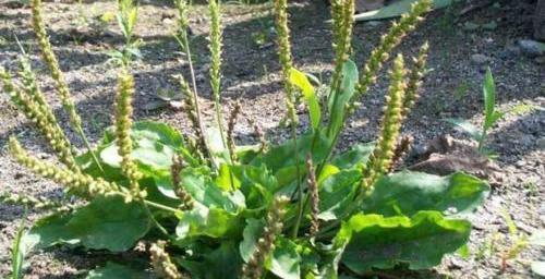 车前草,对人体健康究竟有何妙用?了解这3个健康常识就知道了