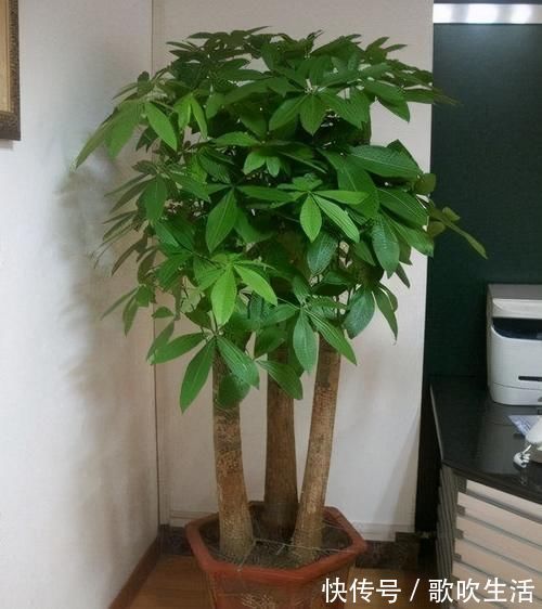 聪明人爱养的4种花,有的寓意好,有的净化能力强,你在养吗