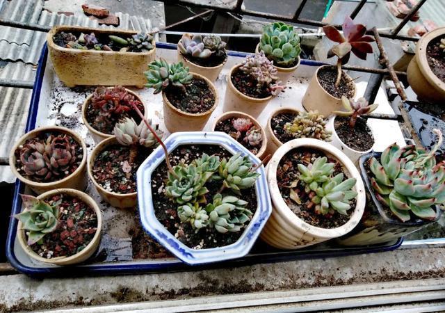 雨水|10种不能淋雨的花,淋完雨就死,盆栽养花注意事项