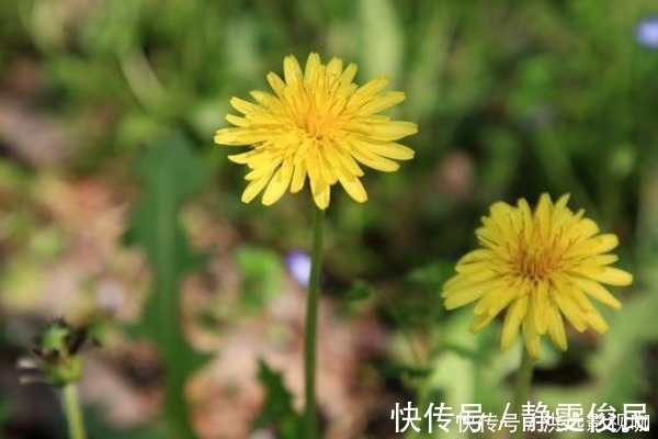 蒲公英|蒲公英的“黄金搭档”,坚持喝2个月,肝变净了,胃也舒坦了