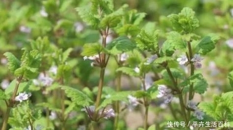 农村|农村一种血救野菜，可以活命，现在市场上一斤20块！