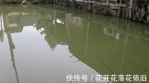 家门口边上的野塘,竟钓起一条粉嫩的鱼,像块肥肉,有人认得吗