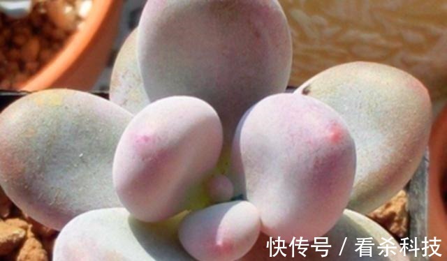 美人|多肉植物里的“六大美人”,我家养了几棵,有些确实难养!