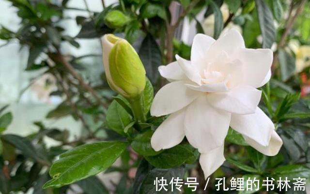 花芽|8月盆栽栀子花,4点打理到位,植株呼呼往外冒花苞