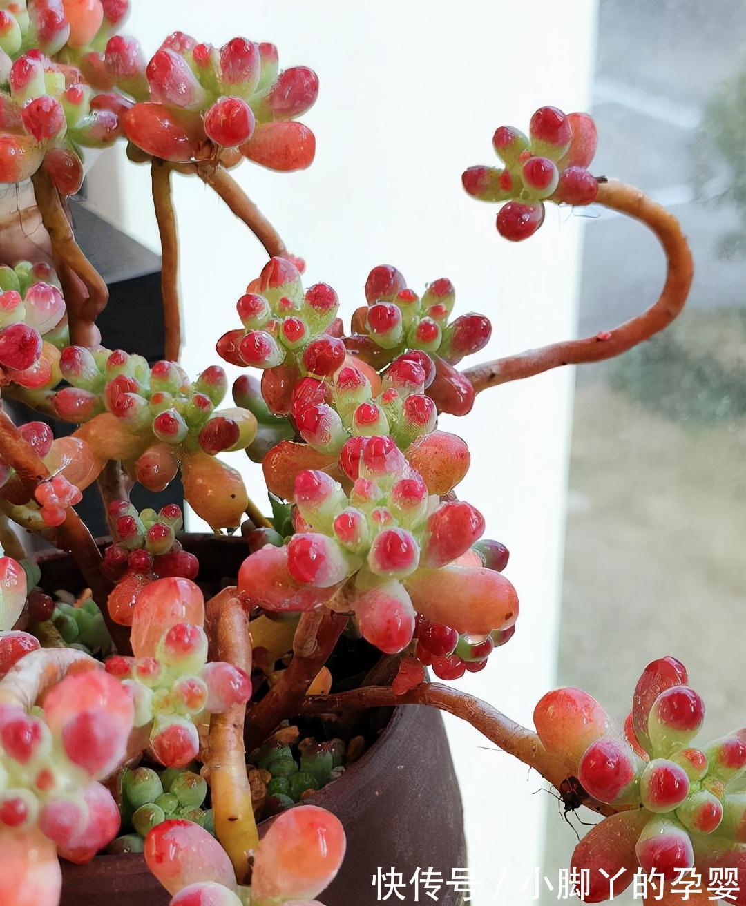 分享容易养成“老桩”的4种普货，初冬的肉肉又美又有韵味，爱了