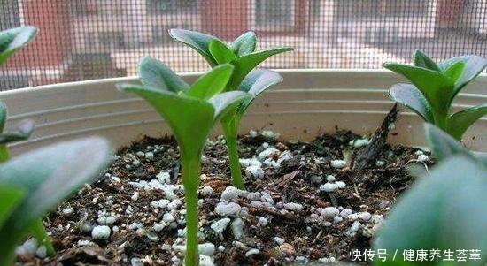 6种繁殖能力强的花草，掐根枝条插土里，好养易生根，一盆变多盆！