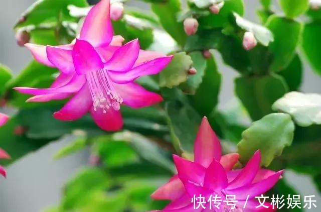 蟹爪兰开花有窍门,学会3个小招,花开不断,爆盆很简单!