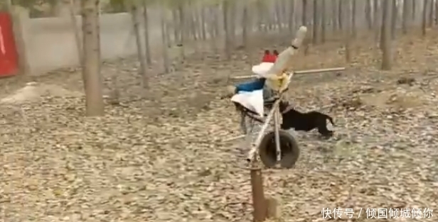 村民|奇闻:村民自制遛娃神器,不费力不费电,全靠一只狗