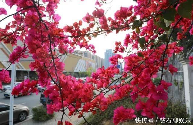 三月|花样荷城,美不胜收!