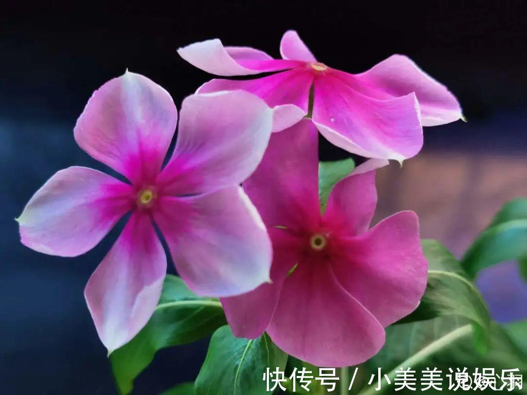 长春花|7种花最干净,门口、窗台放一盆,蚊虫不敢靠近!