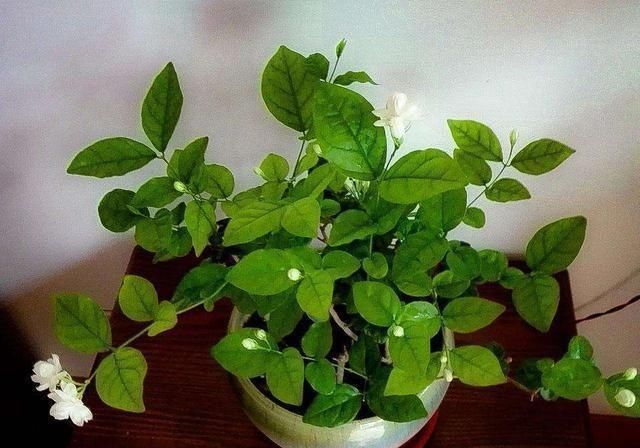 夏日的茉莉花就离不开它们,开花效果太好,黄叶都不见一片